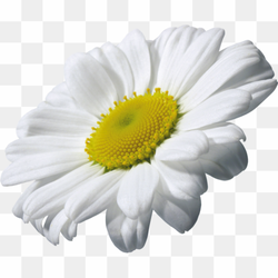 Chamomile Clipart, Nature's White Symphony, Rectangle Clipart