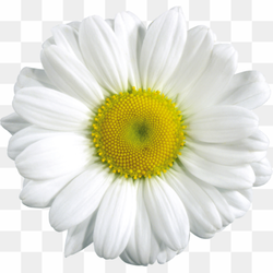 White Clipart, Chamomile Blossom Bliss, Floral Pattern Clipart