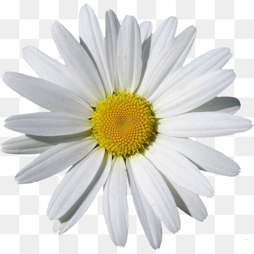 Chamomile Flower, Daisy's Natural White, Flower Clipart