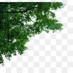 Corner decorative trees, trees, lush tree, green leaves png
