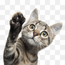 Cat 2