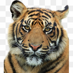 Tiger, mammal, animals, cat Like Mammal png