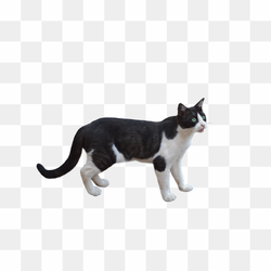 Cat shocked