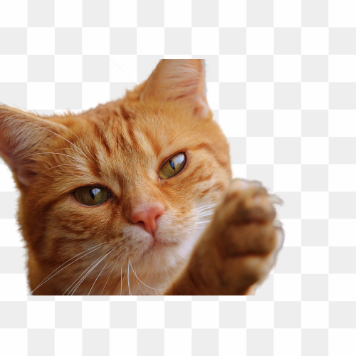 8th image cat