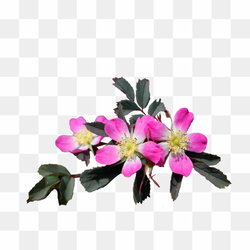 18th image flowers