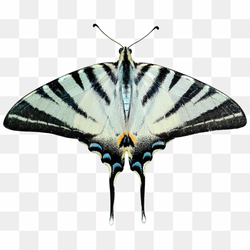 25th image insect