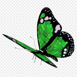 Butter Fly Colours