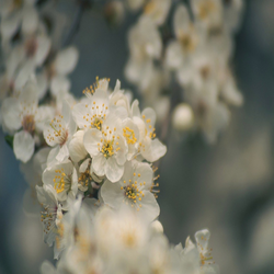 Plum blossom flower