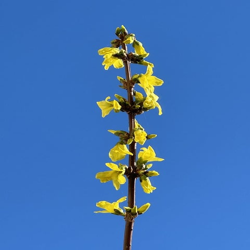 Forsythia sun flower