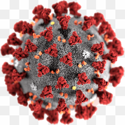 Picture of Coronavirus