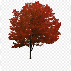 Trees are essential for humsn