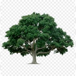 Tree for the better world