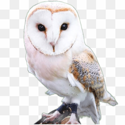 Owl white most ospicious