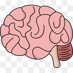 Brain human science