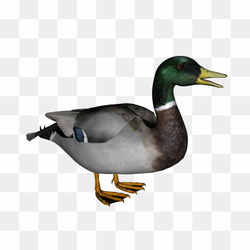 Duck animal lake