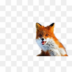 Transperent Animal Image 1