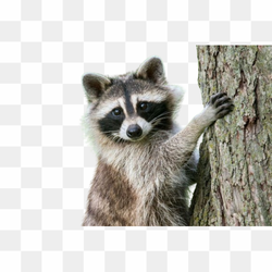 Transperent Animal Image 2