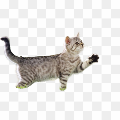 Transperent Animal image 3