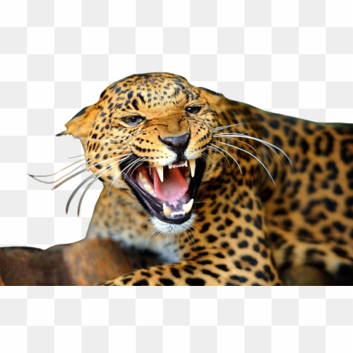 Transperent Animal image 4