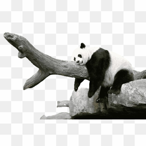 Transperent Animal image 5