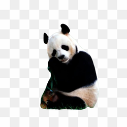 Transperent Animal image 6