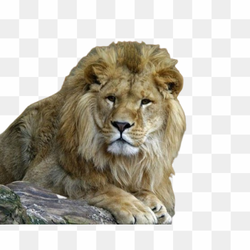 Transperent Animal image 7