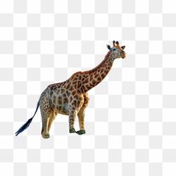 Transperent Animal image 9