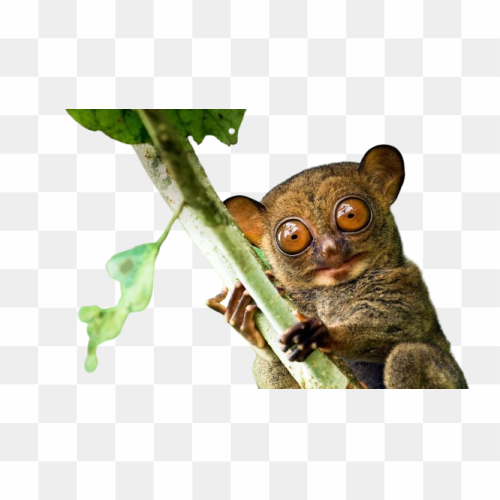 Transperent Animal image 10