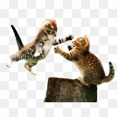 Transperent Animal image 11