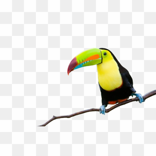 Transperent Animal image 13