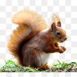 Transperent Animal image 14