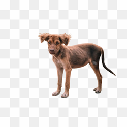 Transperent Animal image 15