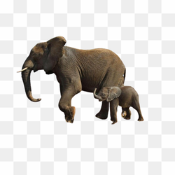Transperent Animal image 16