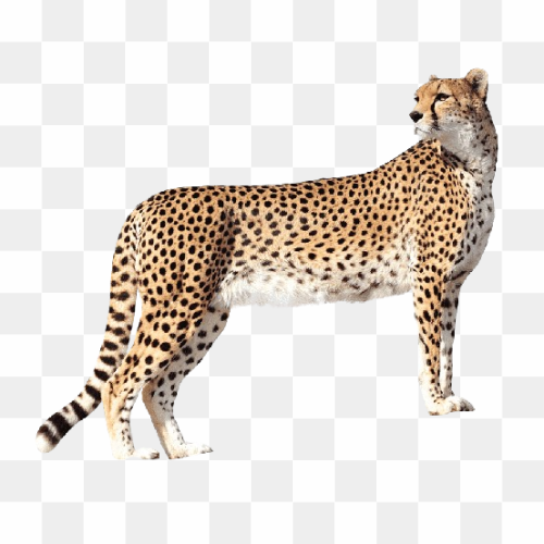 Transparent Animal image 17