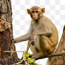 Transperent Animal image 18