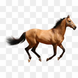 Transperent Animal image 19