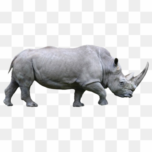 Transperent Animal image 20