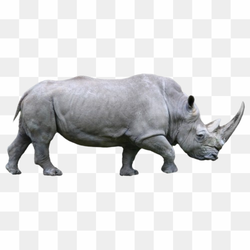 Transperent Animal image 20