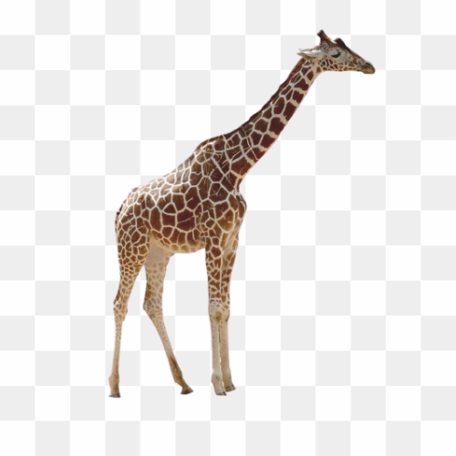 Transperent Animal image 21