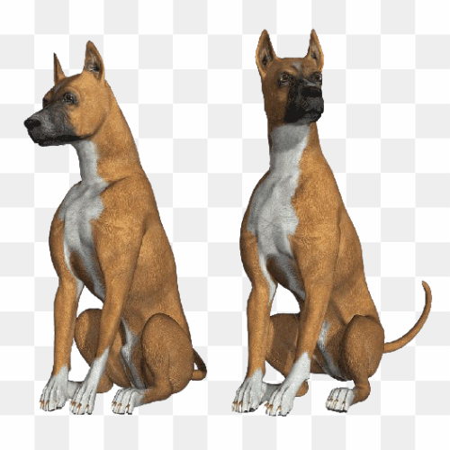 Transparent Animal image 25