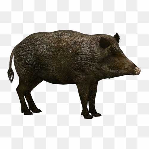 Transparent Animal image 26