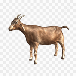 A good loking goat