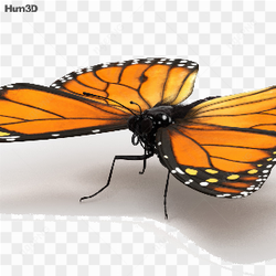 Borboleta amarela na natureza