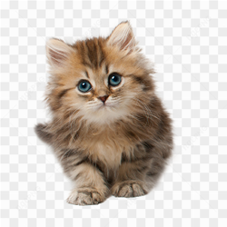 Cat Kitten Cuteness