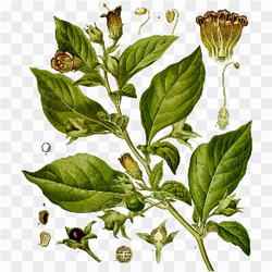 Origin of atropine 