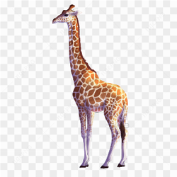 GIRAFFE ANIMAL IMAGE
