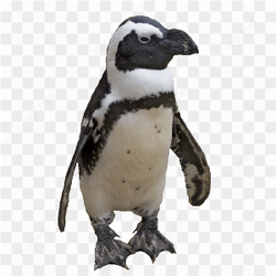 PENGUIN BABY IMAGE 