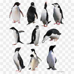 PENGUIN LIVE IMAGE