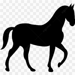 Black horse .