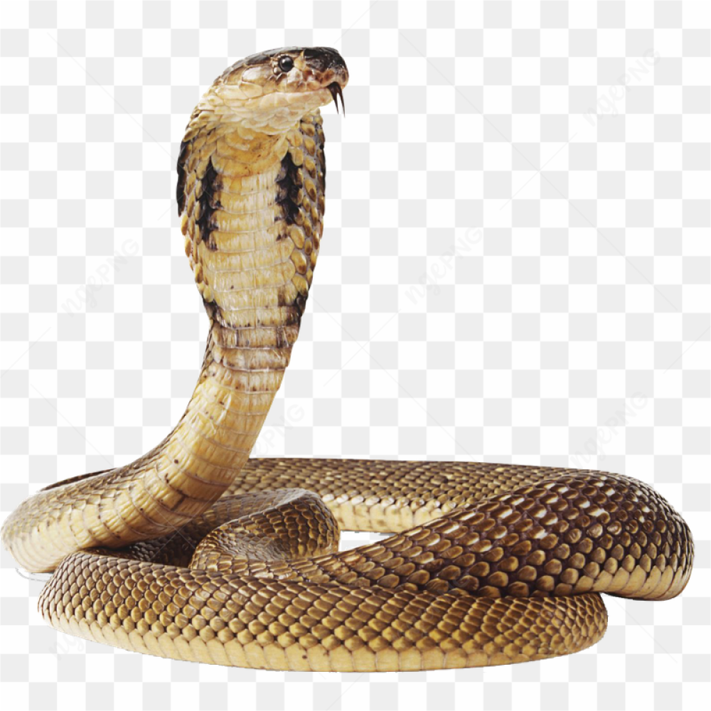 Anaconda Png Image